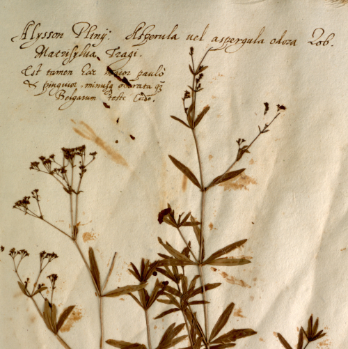 Aldrovandi Herbarium