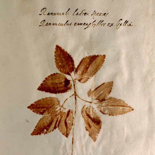 Aldrovandi Herbarium