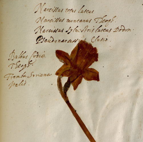 Aldrovandi Herbarium