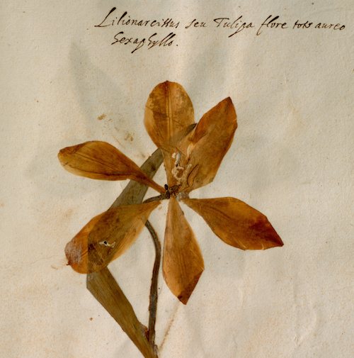 Aldrovandi Herbarium